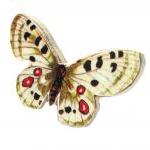 Wooden Butterfly Rings - Go..