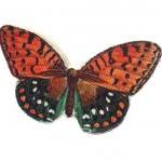 Wooden Butterfly Rings - Go..